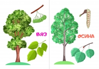Строения дерева, листья: вяз, осина