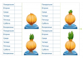 Дневник наблюдения за луком в детском