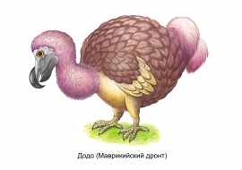 Додо. Вымершая птица Додо. Вымершая птица