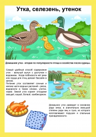 Домашние птицы: утка, селезень, утенок Домашние птицы: утка, селезень, утенок