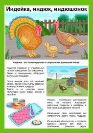 Индейка, индюк, индюшонок. Домашние птицы Индейка, индюк, индюшонок. Домашние птицы