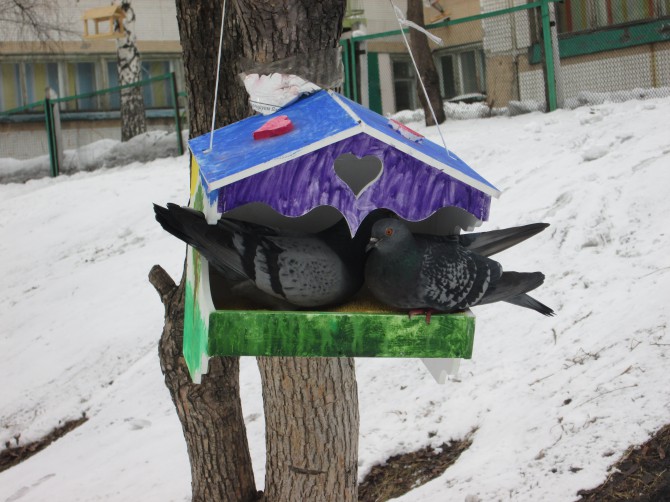 В нашей кормушке воркуют голубки Акция «Кормушка для пичужки» В нашей кормушке воркуют голубки