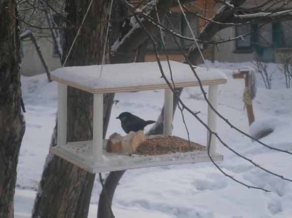 Кормушка Акция «Кормушка для пичужки» Кормушка