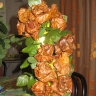Куст розы Куст розы