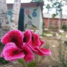 Аленький цветочек Аленький цветочек