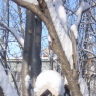 Кормушка для синички Кормушка для синички
