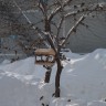 Помогаем зимующим птичкам Помогаем зимующим птичкам