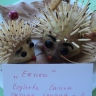 ежики ежики