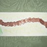 Любопытная гусеница Любопытная гусеница