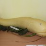 Кабачковый Сом Кабачковый Сом