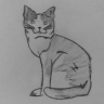 Американская короткошерстная кошка Американская короткошерстная кошка