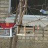 столовая для птичек столовая для птичек
