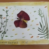 Бабочка -красавица Бабочка -красавица