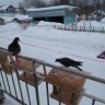 У кормушки У кормушки