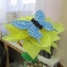 Какие разные бабочки Какие разные бабочки
