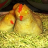 Курочка с цыплятками Курочка с цыплятками