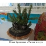 Ежики в лесу Ежики в лесу