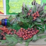 Ежик из бутылки Ежик из бутылки