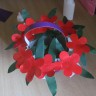 красные маки красные маки