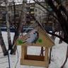 Столовая для птиц Столовая для птиц