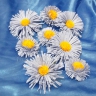 Сентябринки Сентябринки