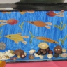 Морское дно Морское дно