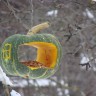 кормушка для пичужки кормушка для пичужки