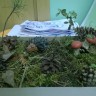 Грибная полянка Грибная полянка