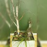"Рай в шалаше" "Рай в шалаше"