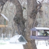 поели и полетели поели и полетели