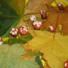 Мухоморчики Мухоморчики