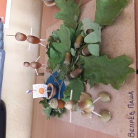 Осень глазами желудей Осень глазами желудей