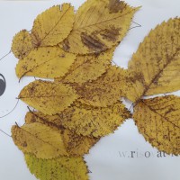Золотая рыбка Золотая рыбка