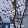 Кормушка для пичужки Кормушка для пичужки