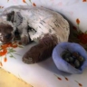 Спящая кошечка Спящая кошечка