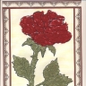 роза.jpg роза.jpg
