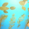 "Дно морское" "Дно морское"