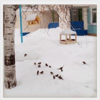 Кормушка для пичужки Кормушка для пичужки