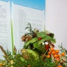 Корзина с урожаем Корзина с урожаем