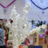 Зимняя красавица Зимняя красавица
