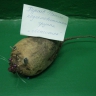 Мышонок Мышонок