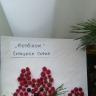 Котенок Котенок