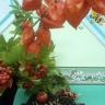 Ежик Ежик