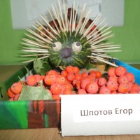 "Колючий недотрога" "Колючий недотрога"