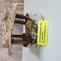 Птичкина кормушка. Птичкина кормушка.