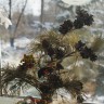 У леса на опушке У леса на опушке