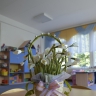 Первые подснежники Первые подснежники