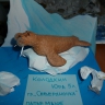 Морж Морж