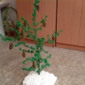 "Замечательная ёлочка" "Замечательная ёлочка"
