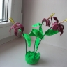 сибирские кандыки сибирские кандыки